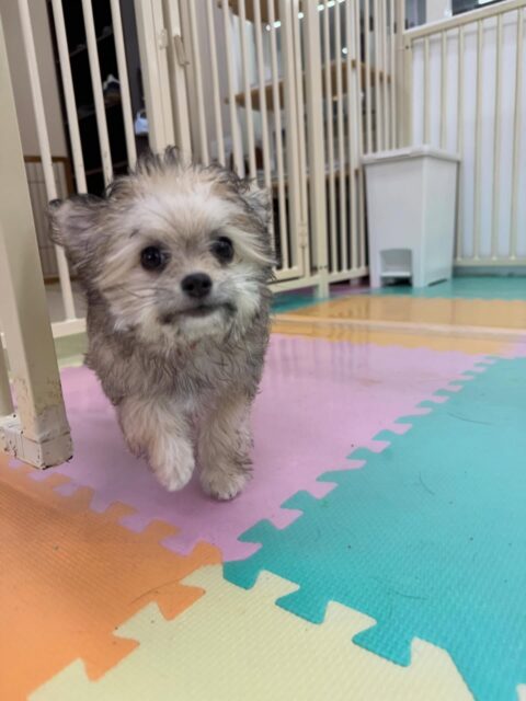 福実ちゃん🐶
本日トイレトレーニング2日目です‼️本日は朝からうんちもおしっこも成功していて非常に良いスタートでした👍
明日はいよいよ最終日なので頑張っていきましょう✊
園内ではみんなから匂いを嗅がれたりして人気者の福実ちゃん‼️挨拶を返したり、匂いを嗅ぎ返したりできていてコミュニケーションをとっていました👏
🐾🐶愛犬のお悩みご相談ください🐶🐾
@kenkohmura_official
↑フォロー待ってます↑
〒955-0091 新潟県三条市上須頃大割428−1
☎︎ 0256-35-2571
✉️ info@kenkohmura.jp
HP: https://kenkohmura.jp
LINE: https://lin.ee/7LIz5sb
#犬幸村#犬の幼稚園 #吠える、噛む #犬のしつけ #トイレ
ミックスミックス犬ミックス犬可愛いミックス犬大好きミックス犬倶楽部