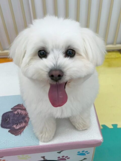 ポコちゃん🐶
歯磨きトレーニング開始から1年6ヶ月程経過しました🪥
健康な歯を保てているのでこの調子で続けていきましょう🦷✨
園内ではお店の小さい子達やププちゃんと元気に走り回ったり挨拶をしたりしていました😊
お散歩もいつも通り上手に歩けていました👏
🐾🐶愛犬のお悩みご相談ください🐶🐾
@kenkohmura_official
↑フォロー待ってます↑
〒955-0091 新潟県三条市上須頃大割428−1
☎︎ 0256-35-2571
✉️ info@kenkohmura.jp
HP: https://kenkohmura.jp
LINE: https://lin.ee/7LIz5sb
#犬幸村#犬の幼稚園 #吠える、噛む #犬のしつけ #トイレ
ミックス犬 mix犬 ミックス犬だいすき