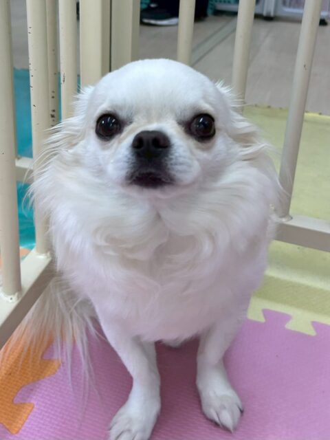 ビビちゃん🐶
本日歯磨きトレーニングを開始して1年6ヶ月が経ちました
歯の状態はキープできているのでこのまま継続を意識して頑張っていきましょう👍
園内ではいろんな子達の匂いを自分から嗅ぎに行ったり、挨拶をしに行ったりしていました🤭
逆に自分が匂いを嗅がれるとブチギレていました🤣
🐾🐶愛犬のお悩みご相談ください🐶🐾
@kenkohmura_official
↑フォロー待ってます↑
〒955-0091 新潟県三条市上須頃大割428−1
☎︎ 0256-35-2571
✉️ info@kenkohmura.jp
HP: https://kenkohmura.jp
LINE: https://lin.ee/7LIz5sb
#犬幸村#犬の幼稚園 #吠える、噛む #犬のしつけ #トイレ
チワワチワワ可愛いチワワ大好きチワワ倶楽部