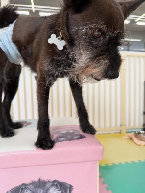 小乃輔ちゃん🐶
本日歯磨きトレーニングを開始して1年7ヶ月が経ちました
歯磨きはかなり上手なのですが少し汚れがつき始めてきているので汚れている場所を重点的に磨いていきましょう✊

園内では大吉ちゃんやチャリーちゃん、のりまきちゃん達と激しくお話をしたり、園内を走り回ったりして楽しんでいました👍

🐾🐶愛犬のお悩みご相談ください🐶🐾
@kenkohmura_official
 ↑フォロー待ってます↑

〒955-0091 新潟県三条市上須頃大割４２８−１
☎︎ 0256-35-2571
✉️ info@kenkohmura.jp
HP: https://kenkohmura.jp
LINE: https://lin.ee/7LIz5sb

#犬幸村#犬の幼稚園 #吠える、噛む #犬のしつけ #トイレ
ミックスミックス犬ミックス犬可愛いミックス犬大好きミックス犬倶楽部