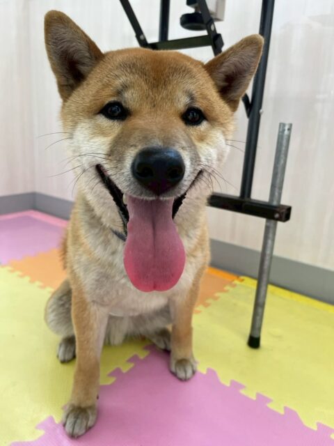 チャリーちゃん🐶
本日は、爪切り、シャンプーなど最後まで非常に頑張ってやらせてくれました👍イヤイヤはありましたが、後半は落ち着いてやらせてくれました👏

園内では、のりまきちゃんや体験に来てくれた子達、ルイちゃん達と激しく走り回ったり、ワンプロをしたりして過ごしていました😆

🐾🐶愛犬のお悩みご相談ください🐶🐾
@kenkohmura_official
 ↑フォロー待ってます↑

〒955-0091 新潟県三条市上須頃大割４２８−１
☎︎ 0256-35-2571
✉️ info@kenkohmura.jp
HP: https://kenkohmura.jp
LINE: https://lin.ee/7LIz5sb

#犬幸村#犬の幼稚園 #吠える、噛む #犬のしつけ #トイレ
柴犬柴犬可愛い柴犬大好き柴犬倶楽部