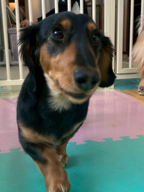 ももたろうちゃん🐶
本日は、お友達ができた日でした‼️ぽん太やニコペットのミックス犬の子達と走り回ったり、ワンプロをしたりしてすごく楽しそうにしていました👍

🐾🐶愛犬のお悩みご相談ください🐶🐾
@kenkohmura_official
 ↑フォロー待ってます↑

〒955-0091 新潟県三条市上須頃大割４２８−１
☎︎ 0256-35-2571
✉️ info@kenkohmura.jp
HP: https://kenkohmura.jp
LINE: https://lin.ee/7LIz5sb

#犬幸村#犬の幼稚園 #吠える、噛む #犬のしつけ #トイレ
ダックスダックス可愛いダックス大好きダックス倶楽部