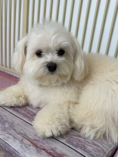 むくちゃん🐶
本日は大好きなやん丸にもうアピール‼️匂いを嗅がれに行ったり、挨拶をしたりしてくれて可愛すぎました😆
他にもニコペットのちびっ子達にたくさんかまって攻撃をされたり、きりまるちゃんやまろちゃん達と仲良く遊んだりしていました👍

🐾🐶愛犬のお悩みご相談ください🐶🐾
@kenkohmura_official
 ↑フォロー待ってます↑

〒955-0091 新潟県三条市上須頃大割４２８−１
☎︎ 0256-35-2571
✉️ info@kenkohmura.jp
HP: https://kenkohmura.jp
LINE: https://lin.ee/7LIz5sb

#犬幸村#犬の幼稚園 #吠える、噛む #犬のしつけ #トイレ
ミックスミックス犬ミックス犬可愛いミックス犬倶楽部