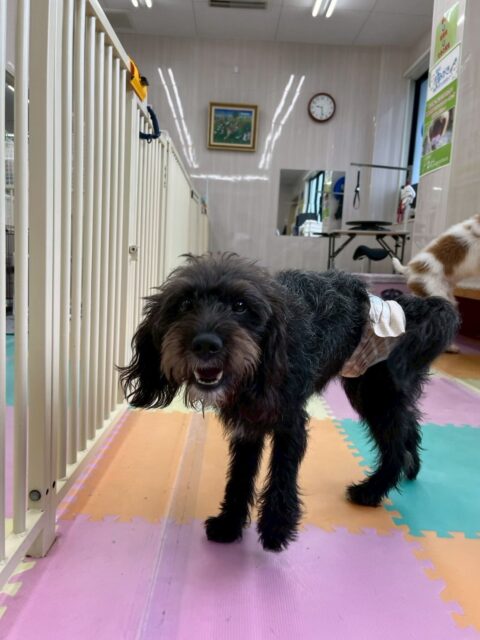 ニッカちゃん🐶
本日歯磨きトレーニングを開始して3ヶ月が経ちました🪥
歯の状態非常に綺麗にキープできているのでこのまま継続を意識して綺麗を保ちましょう✊

園内では、ヤンチャ組に入りBOSSちゃん、夏紬ちゃん達と激しくワンプロをしたり、お話し合いをしたりして楽しんでいました🤭

🐾🐶愛犬のお悩みご相談ください🐶🐾
@kenkohmura_official
 ↑フォロー待ってます↑

〒955-0091 新潟県三条市上須頃大割４２８−１
☎︎ 0256-35-2571
✉️ info@kenkohmura.jp
HP: https://kenkohmura.jp
LINE: https://lin.ee/7LIz5sb

#犬幸村#犬の幼稚園 #吠える、噛む #犬のしつけ #トイレ
ミックスミックス犬ミックス犬可愛いミックス犬大好きミックス犬倶楽部