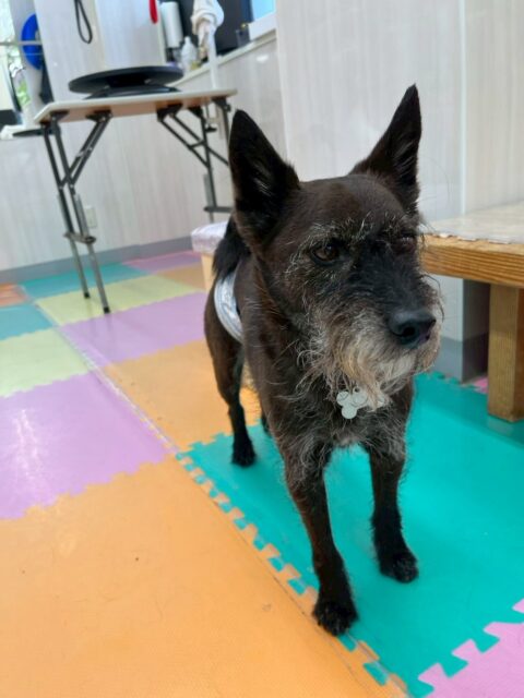 小乃輔ちゃん🐶
本日はチャリーちゃんや、ちょこちゃん、ニッカちゃん達と激しくお話し合いをしたり、みんなで走り回ったりして夕方にはもうクタクタの様子でした🤭
たまにちょこちゃんやチャリーちゃん達に負けたりもして駆け引きが白熱していました👍
🐾🐶愛犬のお悩みご相談ください🐶🐾
@kenkohmura_official
↑フォロー待ってます↑
〒955-0091 新潟県三条市上須頃大割428−1
☎︎ 0256-35-2571
✉️ info@kenkohmura.jp
HP: https://kenkohmura.jp
LINE: https://lin.ee/7LIz5sb
#犬幸村#犬の幼稚園 #吠える、噛む #犬のしつけ #トイレ
ミックスミックス犬ミックス犬可愛いミックス犬大好きミックス犬倶楽部