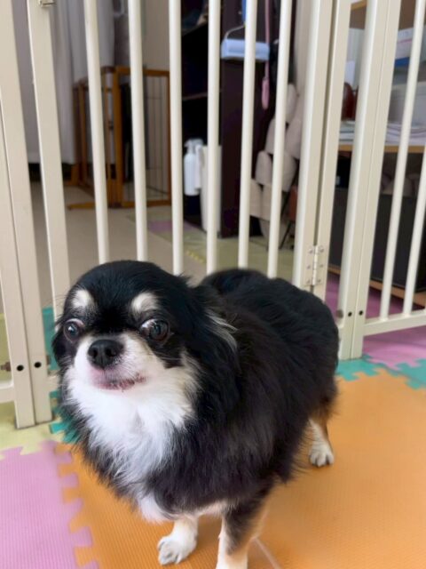 こまめちゃん🐶
本日はれあちゃんやププちゃん、ニコペットスタッフの子達と一緒に園内を歩き回ったり、みんなでコミュニケーションを取ったりして過ごしていました👍

🐾🐶愛犬のお悩みご相談ください🐶🐾
@kenkohmura_official
 ↑フォロー待ってます↑

〒955-0091 新潟県三条市上須頃大割４２８−１
☎︎ 0256-35-2571
✉️ info@kenkohmura.jp
HP: https://kenkohmura.jp
LINE: https://lin.ee/7LIz5sb

#犬幸村#犬の幼稚園 #吠える、噛む #犬のしつけ #トイレ
チワワチワワ可愛いチワワ大好きチワワ倶楽部