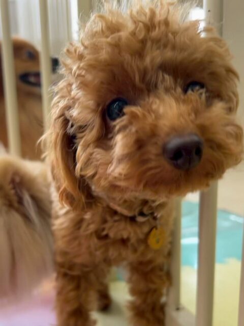 ルナちゃん🐶
ニコペットにいるチワワちゃんやベルちゃんに遊びに誘われていました☺️
🐾🐶愛犬のお悩みご相談ください🐶🐾
@kenkohmura_official
 ↑フォロー待ってます↑

〒955-0091 新潟県三条市上須頃大割４２８−１
☎︎ 0256-35-2571
✉️ info@kenkohmura.jp
HP: https://kenkohmura.jp
LINE: https://lin.ee/7LIz5sb

#犬幸村#犬の幼稚園 #吠える噛む #犬のしつけ #トイレ
 トイプードル トイプードル可愛い トイプードルだいすき