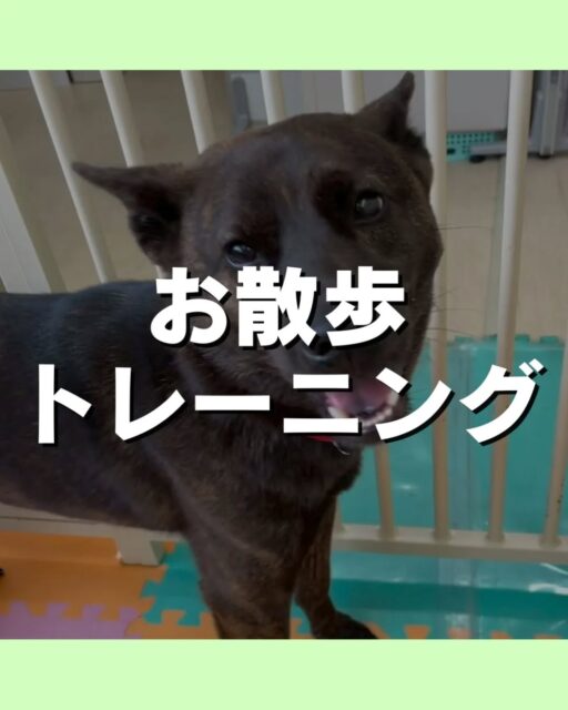 お散歩トレーニング講習会🐶
4/25(土)12時〜13時30分
ミズベリング三条にてお散歩トレーニング講習会を開催します😆

こんなお悩みありませんか？
引っ張りが強い
拾い食いが気になる
他の子や人に向かって吠えてしまう⋯
お気軽にお問い合わせください💁

🐾🐶愛犬のお悩みご相談ください🐶🐾
@kenkohmura_official
 ↑フォロー待ってます↑

〒955-0091 新潟県三条市上須頃大割４２８−１
☎︎ 0256-35-2571
✉️ info@kenkohmura.jp
HP: https://kenkohmura.jp
LINE: https://lin.ee/7LIz5sb

#犬幸村#犬の幼稚園 #吠える、噛む #犬のしつけ #トイレ