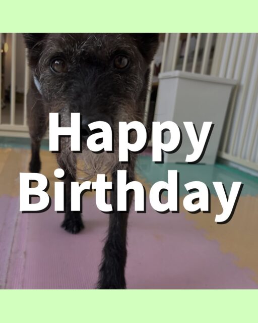 小乃輔ちゃん🐶
お誕生日おめでとうございます🎂👏🏻
ふうちゃんが気に入ったみたいで追いかけたりヒップアタックしていました😊
お散歩トレーニングやお手入れ頑張っていました😆
🐾🐶愛犬のお悩みご相談ください🐶🐾
@kenkohmura_official
↑フォロー待ってます↑
〒955-0091 新潟県三条市上須頃大割428−1
☎︎ 0256-35-2571
✉️ info@kenkohmura.jp
HP: https://kenkohmura.jp
LINE: https://lin.ee/7LIz5sb
#犬幸村#犬の幼稚園 #吠える噛む #犬のしつけ #トイレ
ミックス犬 ミックス犬可愛い ミックス犬だいすき