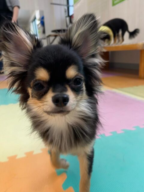 きりまるちゃん＆まろちゃん🐶
きりまるちゃんはニコペットにいるスタンダードプードルちゃんやミックス犬ちゃんと遊んだり、お手入れ中にまろちゃんにちょっかいだされていました😆
⁡
まろちゃんはニコペットにいるチワワちゃんと楽しそうに遊んだり、スタッフに甘えたりしていました🙌
🐾🐶愛犬のお悩みご相談ください🐶🐾
@kenkohmura_official
 ↑フォロー待ってます↑

〒955-0091 新潟県三条市上須頃大割４２８−１
☎︎ 0256-35-2571
✉️ info@kenkohmura.jp
HP: https://kenkohmura.jp
LINE: https://lin.ee/7LIz5sb

#犬幸村#犬の幼稚園 #吠える噛む #犬のしつけ #トイレ
 チワワ チワワかわいい チワワだいすき