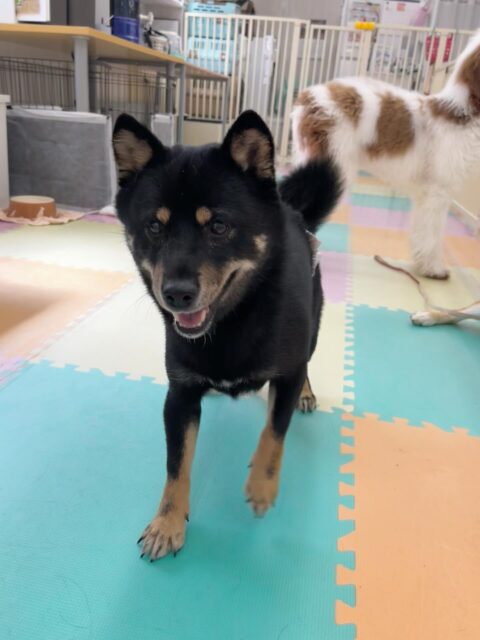 コタローちゃん🐶
ケン太ちゃんとおしゃべりしたり激しく遊んでいました😄
歯磨きトレーニング開始して10ヶ月経過しました🦷✨
歯の白さこれからもキープしていきましょう！！
🐾🐶愛犬のお悩みご相談ください🐶🐾
@kenkohmura_official
 ↑フォロー待ってます↑

〒955-0091 新潟県三条市上須頃大割４２８−１
☎︎ 0256-35-2571
✉️ info@kenkohmura.jp
HP: https://kenkohmura.jp
LINE: https://lin.ee/7LIz5sb

#犬幸村#犬の幼稚園 #吠える噛む #犬のしつけ #トイレ
 柴犬 柴犬可愛い 柴犬だいすき