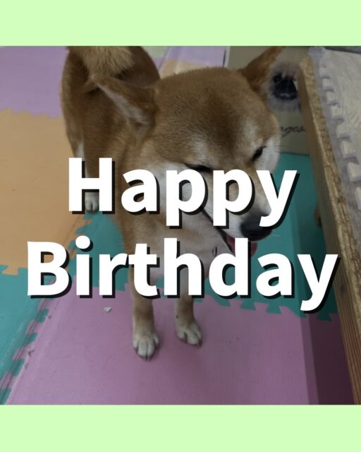 つくしちゃん🐶
お誕生日おめでとうございます🎂👏🏻
ぽん太と挨拶したり、寅丸ちゃんやコハクちゃんと激しくおしゃべりしていました😆
🐾🐶愛犬のお悩みご相談ください🐶🐾
@kenkohmura_official
 ↑フォロー待ってます↑

〒955-0091 新潟県三条市上須頃大割４２８−１
☎︎ 0256-35-2571
✉️ info@kenkohmura.jp
HP: https://kenkohmura.jp
LINE: https://lin.ee/7LIz5sb

#犬幸村#犬の幼稚園 #吠える噛む #犬のしつけ #トイレ
 柴犬 柴犬だいすき 柴犬かわいい