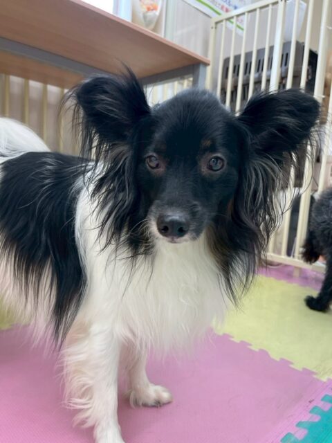 リラちゃん🐶
本日歯磨きトレーニングを開始して1年1ヶ月が経ちました
歯の状態はかなりキープできています‼️このまま油断せずに継続していきましょう👍
園内ではちょこたんちゃんやモカちゃん、ぽん太達と遊んだり、スタッフに構ってアピールをしたりして過ごしていました🤭
🐾🐶愛犬のお悩みご相談ください🐶🐾
@kenkohmura_official
↑フォロー待ってます↑
〒955-0091 新潟県三条市上須頃大割428−1
☎︎ 0256-35-2571
✉️ info@kenkohmura.jp
HP: https://kenkohmura.jp
LINE: https://lin.ee/7LIz5sb
#犬幸村#犬の幼稚園 #吠える、噛む #犬のしつけ #トイレ
ミックスミックス犬ミックス犬可愛いミックス犬大好きミックス犬倶楽部