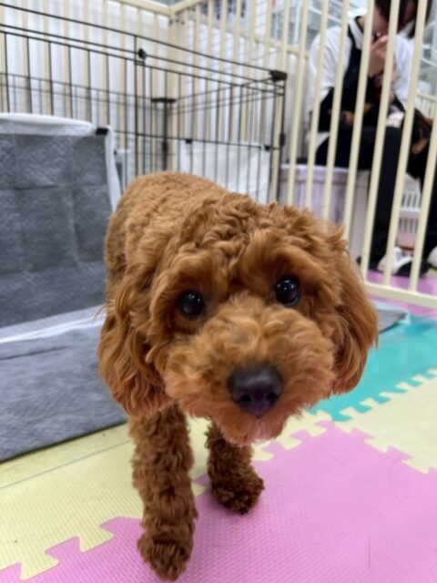 モカちゃん🐶
本日歯磨きトレーニングを開始して2ヶ月が経ちました🪥
口周りを触るのもだんだん慣れてきて歯磨きも上達してきました‼️このまま練習を繰り返して慣らしていきましょう👍
園内では、ちょこたんちゃんやリラちゃん、ぽん太達と遊んだり、ワンプロをしたりして楽しんで過ごしていました🤭
🐾🐶愛犬のお悩みご相談ください🐶🐾
@kenkohmura_official
↑フォロー待ってます↑
〒955-0091 新潟県三条市上須頃大割428−1
☎︎ 0256-35-2571
✉️ info@kenkohmura.jp
HP: https://kenkohmura.jp
LINE: https://lin.ee/7LIz5sb
#犬幸村#犬の幼稚園 #吠える、噛む #犬のしつけ #トイレ
トイプートイプー可愛いトイプー大好きトイプー倶楽部