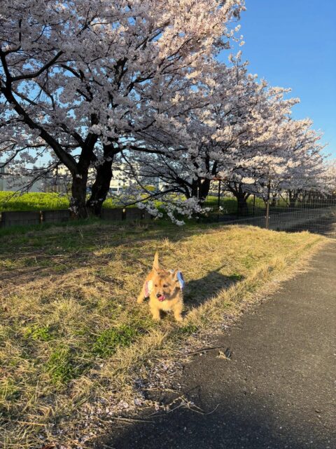最幸の満開桜とやん丸😄
