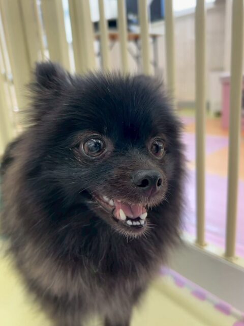 うにちゃん
前回の初日よりも格段に成長が見られました‼️びくびく震える瞬間がほとんどなくかなり堂々とできるようになっていました👏
お散歩トレーニングではスタッフの方に撫でてもらって前回よりも緊張があまりなく上手に触ってもらっていました👏
🐾🐶愛犬のお悩みご相談ください🐶🐾
@kenkohmura_official
↑フォロー待ってます↑
〒955-0091 新潟県三条市上須頃大割428−1
☎︎ 0256-35-2571
✉️ info@kenkohmura.jp
HP: https://kenkohmura.jp
LINE: https://lin.ee/7LIz5sb
#犬幸村#犬の幼稚園 #吠える、噛む #犬のしつけ #トイレ
ポメラニアンポメラニアン可愛いポメラニアン大好きポメラニアン倶楽部