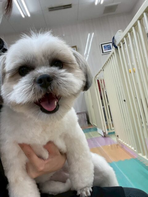 ゆずちゃん🐶
ニコペットにいるチワワちゃん達と楽しそうに遊んでいました🎶
カットやお手入れ頑張っていました✂️
🐾🐶愛犬のお悩みご相談ください🐶🐾
@kenkohmura_official
↑フォロー待ってます↑
〒955-0091 新潟県三条市上須頃大割428−1
☎︎ 0256-35-2571
✉️ info@kenkohmura.jp
HP: https://kenkohmura.jp
LINE: https://lin.ee/7LIz5sb
#犬幸村#犬の幼稚園 #吠える噛む #犬のしつけ #トイレ
ミックス犬 ミックス犬可愛い ミックス犬だいすき