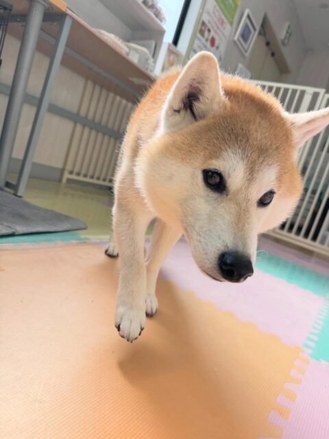 まめちゃん🐶
本日は、ベンとヤン丸とのんびり寝転んだり、お話をしたりして過ごしていました😆
午後からはスタッフの膝の上でまたもやのんびり過ごしていました😴
🐾🐶愛犬のお悩みご相談ください🐶🐾
@kenkohmura_official
↑フォロー待ってます↑
〒955-0091 新潟県三条市上須頃大割428−1
☎︎ 0256-35-2571
✉️ info@kenkohmura.jp
HP: https://kenkohmura.jp
LINE: https://lin.ee/7LIz5sb
#犬幸村#犬の幼稚園 #吠える、噛む #犬のしつけ #トイレ
柴犬柴犬可愛い柴犬大好き柴犬倶楽部