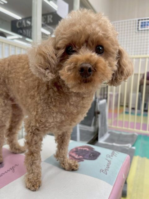 結希ちゃん🐶
本日歯磨きトレーニングを開始して1年6ヶ月が経ちました
歯の状態は前歯がかなり汚れていたので、意識をして汚れている場所を重点的に歯磨きしましょう👍

園内では、スタッフに構ってアピールをしようとしていましたがいろんな子達にたくさん邪魔をされたりしていました🤭
午後からはスタッフの膝の上でまったりして過ごしていました😍

🐾🐶愛犬のお悩みご相談ください🐶🐾
@kenkohmura_official
 ↑フォロー待ってます↑

〒955-0091 新潟県三条市上須頃大割４２８−１
☎︎ 0256-35-2571
✉️ info@kenkohmura.jp
HP: https://kenkohmura.jp
LINE: https://lin.ee/7LIz5sb

#犬幸村#犬の幼稚園 #吠える、噛む #犬のしつけ #トイレ
トイプートイプー可愛いトイプー大好きトイプー倶楽部