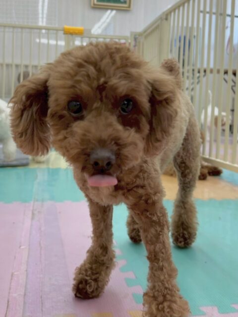 もこちゃん🐶
本日は、ニコペットのちびっ子達やきりまるちゃん、まろちゃん、クッキーちゃん達と匂いを嗅いだり、挨拶をしたりして過ごしていました👍みんなと積極的にコミュニケーションを取れていてよかったです👏
🐾🐶愛犬のお悩みご相談ください🐶🐾
@kenkohmura_official
↑フォロー待ってます↑
〒955-0091 新潟県三条市上須頃大割428−1
☎︎ 0256-35-2571
✉️ info@kenkohmura.jp
HP: https://kenkohmura.jp
LINE: https://lin.ee/7LIz5sb
#犬幸村#犬の幼稚園 #吠える、噛む #犬のしつけ #トイレ
トイプートイプー可愛いトイプー大好きトイプー倶楽部