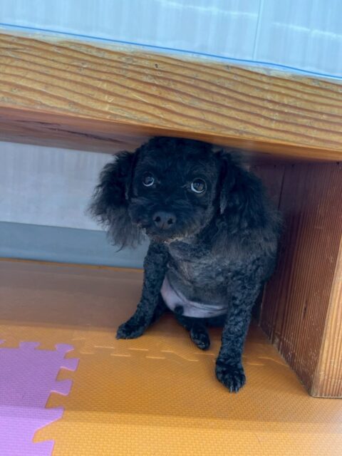 イブちゃん＆ルイちゃん🐶
本日イブちゃんは、幼稚園体験に来てくれた子達や、ニコペットスタッフの子達と仲良く挨拶をしたり、匂いを嗅ぎ合ったりしてくれて緊張を解いてくれていました👍

ルイちゃんは相変わらず、ヤンチャ組で固まってみんなで走り回ったり、ワンプロ、激しいお話し合いをしたりして楽しんでいました😆

🐾🐶愛犬のお悩みご相談ください🐶🐾
@kenkohmura_official
 ↑フォロー待ってます↑

〒955-0091 新潟県三条市上須頃大割４２８−１
☎︎ 0256-35-2571
✉️ info@kenkohmura.jp
HP: https://kenkohmura.jp
LINE: https://lin.ee/7LIz5sb

#犬幸村#犬の幼稚園 #吠える、噛む #犬のしつけ #トイレ
トイプートイプー可愛いトイプー大好きトイプー倶楽部