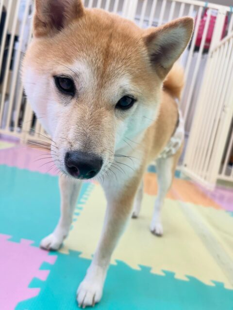寅丸ちゃん🐶
北斗ちゃんと激しくおしゃべりしたり、午後からは疲れたのかまったり過ごしていました😊
⁡
今日からレーキングスタートしました！沢山毛が抜けていました🙌
🐾🐶愛犬のお悩みご相談ください🐶🐾
@kenkohmura_official
 ↑フォロー待ってます↑

〒955-0091 新潟県三条市上須頃大割４２８−１
☎︎ 0256-35-2571
✉️ info@kenkohmura.jp
HP: https://kenkohmura.jp
LINE: https://lin.ee/7LIz5sb

#犬幸村#犬の幼稚園 #吠える噛む #犬のしつけ #トイレ
 豆柴 豆柴可愛い 豆柴だいすき
