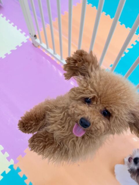 ププちゃん🐶
カノアちゃんが気に入ったみたいで顔をなめたりしていました😄
⁡
お散歩トレーニングではルンルンで楽しそうに歩いていました✨
🐾🐶愛犬のお悩みご相談ください🐶🐾
@kenkohmura_official
 ↑フォロー待ってます↑

〒955-0091 新潟県三条市上須頃大割４２８−１
☎︎ 0256-35-2571
✉️ info@kenkohmura.jp
HP: https://kenkohmura.jp
LINE: https://lin.ee/7LIz5sb

#犬幸村#犬の幼稚園 #吠える噛む #犬のしつけ #トイレ
 トイプードル トイプードルかわいい トイプードルだいすき