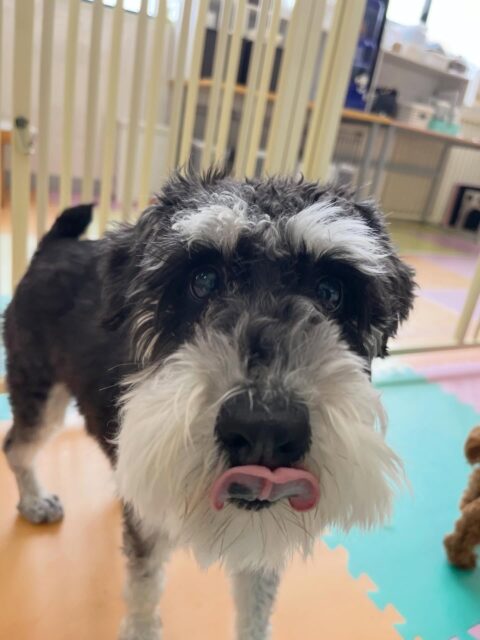 レオちゃん🐶
むぎちゃんとおしゃべりしたりベルちゃん達と楽しそうに遊んでいました🎶
🐾🐶愛犬のお悩みご相談ください🐶🐾
@kenkohmura_official
 ↑フォロー待ってます↑

〒955-0091 新潟県三条市上須頃大割４２８−１
☎︎ 0256-35-2571
✉️ info@kenkohmura.jp
HP: https://kenkohmura.jp
LINE: https://lin.ee/7LIz5sb

#犬幸村#犬の幼稚園 #吠える噛む #犬のしつけ #トイレ
 ミニチュアシュナウザー ミニチュアシュナウザー可愛い ミニチュアシュナウザーだいすき