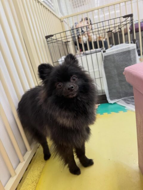 幼稚園体験に来てくれました🐶
最初はかなり緊張していたのか、動けなかったりすみで緊張して動けなかったりしていましたが、だんだん時間が経つに連れて動けるようになっできていました‼️
次は誰かと挨拶ができるように頑張っていきましょう✊
🐾🐶愛犬のお悩みご相談ください🐶🐾
@kenkohmura_official
↑フォロー待ってます↑
〒955-0091 新潟県三条市上須頃大割428−1
☎︎ 0256-35-2571
✉️ info@kenkohmura.jp
HP: https://kenkohmura.jp
LINE: https://lin.ee/7LIz5sb
#犬幸村#犬の幼稚園 #吠える、噛む #犬のしつけ #トイレ
ポメラニアンポメラニアン可愛いポメラニアン大好きポメラニアン倶楽部