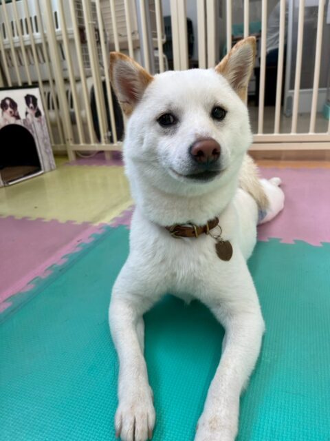 コハクちゃん🐶
本日歯磨きトレーニングを開始して9ヶ月が経ちました🪥
根元の方が少し汚れが見えてきたので根本を重点的に磨いていきましょう👍

園内では1日中ペリーちゃんとワンプロをしたり、走り回ったりして楽しそうに過ごしていました🤭

🐾🐶愛犬のお悩みご相談ください🐶🐾
@kenkohmura_official
 ↑フォロー待ってます↑

〒955-0091 新潟県三条市上須頃大割４２８−１
☎︎ 0256-35-2571
✉️ info@kenkohmura.jp
HP: https://kenkohmura.jp
LINE: https://lin.ee/7LIz5sb

#犬幸村#犬の幼稚園 #吠える、噛む #犬のしつけ #トイレ
柴犬柴犬可愛い柴犬倶楽部柴犬大好き