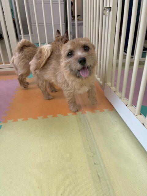 本日の鶴丸🐶
本日は、ニコペットのちびっ子達やふうちゃん、すけちゃん達と激しいお話し合いをしたり、追いかけっこをしたりして遊んでいました🤭
🐾🐶愛犬のお悩みご相談ください🐶🐾
@kenkohmura_official
↑フォロー待ってます↑
〒955-0091 新潟県三条市上須頃大割428−1
☎︎ 0256-35-2571
✉️ info@kenkohmura.jp
HP: https://kenkohmura.jp
LINE: https://lin.ee/7LIz5sb
#犬幸村#犬の幼稚園 #吠える、噛む #犬のしつけ #トイレ
ノーリッチテリアノーリッチテリア可愛いノーリッチテリア倶楽部ノーリッチテリア大好き