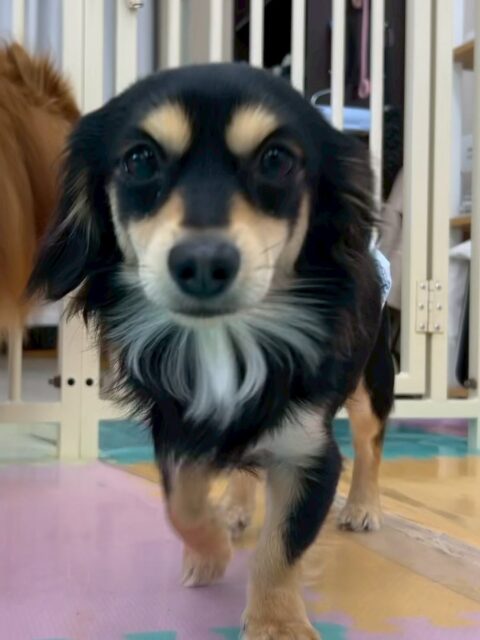 はにちゃん🐶
本日はふうちゃんやコハクちゃん、ちょこたんちゃん達がかなり気に入ったようで、遊びを誘ったり、ワンプロを仕掛けたりして楽しそうに過ごしていました🤭

🐾🐶愛犬のお悩みご相談ください🐶🐾
@kenkohmura_official
 ↑フォロー待ってます↑

〒955-0091 新潟県三条市上須頃大割４２８−１
☎︎ 0256-35-2571
✉️ info@kenkohmura.jp
HP: https://kenkohmura.jp
LINE: https://lin.ee/7LIz5sb

#犬幸村#犬の幼稚園 #吠える、噛む #犬のしつけ #トイレ
ミックスミックス可愛いミックス犬ミックス犬大好きミックス犬倶楽部