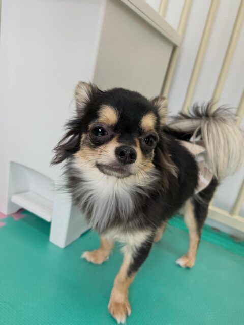 きりまるちゃん＆まろちゃん🐶
きりまるちゃんはニコペットにいる子達やモカちゃんと遊んだりしていました😄
⁡
まろちゃんはむぎちゃんやクッキーちゃんが気になったみたいで挨拶していました😁
⁡
お尻まわりのカット2頭とも上手にやらせてくれていました👏
🐾🐶愛犬のお悩みご相談ください🐶🐾
@kenkohmura_official
 ↑フォロー待ってます↑

〒955-0091 新潟県三条市上須頃大割４２８−１
☎︎ 0256-35-2571
✉️ info@kenkohmura.jp
HP: https://kenkohmura.jp
LINE: https://lin.ee/7LIz5sb

#犬幸村#犬の幼稚園 #吠える噛む #犬のしつけ #トイレ
 チワワ チワワ可愛い チワワだいすき