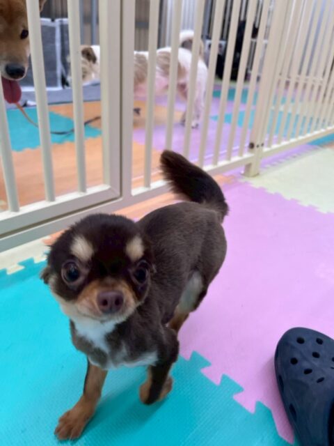 すずちゃん🐶
本日はヤンチャ組やおとなしい組の子達全員に挨拶をして匂いを嗅ぎ合ったり、挨拶をしあったりしてコミュニケーションをとっていました🤭
🐾🐶愛犬のお悩みご相談ください🐶🐾
@kenkohmura_official
↑フォロー待ってます↑
〒955-0091 新潟県三条市上須頃大割428−1
☎︎ 0256-35-2571
✉️ info@kenkohmura.jp
HP: https://kenkohmura.jp
LINE: https://lin.ee/7LIz5sb
#犬幸村#犬の幼稚園 #吠える、噛む #犬のしつけ #トイレ
チワワチワワ可愛いチワワ大好きチワワ倶楽部