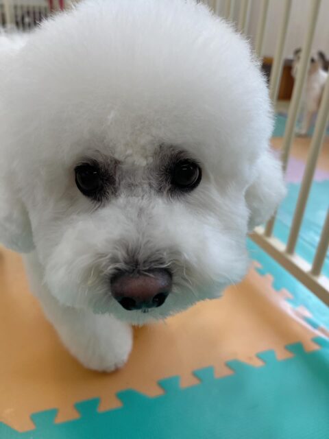 ピピちゃん🐶
スタッフに撫でてーとあまえてきたり、ちーずちゃんやこまめちゃんと挨拶していました☺️
カットとても上手にさせてくれていて可愛くなりました👏
🐾🐶愛犬のお悩みご相談ください🐶🐾
@kenkohmura_official
 ↑フォロー待ってます↑

〒955-0091 新潟県三条市上須頃大割４２８−１
☎︎ 0256-35-2571
✉️ info@kenkohmura.jp
HP: https://kenkohmura.jp
LINE: https://lin.ee/7LIz5sb

#犬幸村#犬の幼稚園 #吠える噛む #犬のしつけ #トイレ
 ビションフリーゼ ビションフリーゼかわいい ビションフリーゼだいすき