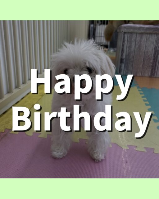 まるちゃん＆ちーずちゃん🐶
まるちゃんお誕生日おめでとうございます🎂👏🏻
まるちゃんはこまちゃん達と一緒におしゃべりしていました😊
⁡
ちーずちゃんはププちゃんやぽん太と楽しそうに遊んでいました🎶
🐾🐶愛犬のお悩みご相談ください🐶🐾
@kenkohmura_official
 ↑フォロー待ってます↑

〒955-0091 新潟県三条市上須頃大割４２８−１
☎︎ 0256-35-2571
✉️ info@kenkohmura.jp
HP: https://kenkohmura.jp
LINE: https://lin.ee/7LIz5sb

#犬幸村#犬の幼稚園 #吠える噛む #犬のしつけ #トイレ
 マルチーズ  マルチーズだいすき マルチーズかわいい