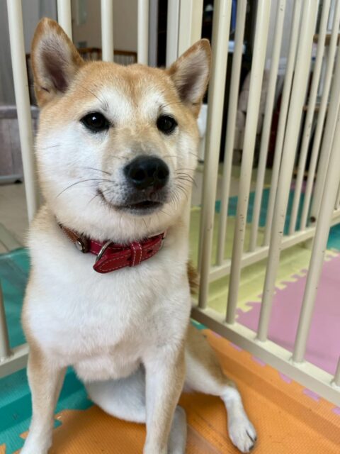 寅丸ちゃん🐶
本日はペリーちゃんやつくしちゃん、コハクちゃん達と激しくワンプロをしたり、自分から上に乗って遊びを仕掛けたりしてくれていました🤭

🐾🐶愛犬のお悩みご相談ください🐶🐾
@kenkohmura_official
 ↑フォロー待ってます↑

〒955-0091 新潟県三条市上須頃大割４２８−１
☎︎ 0256-35-2571
✉️ info@kenkohmura.jp
HP: https://kenkohmura.jp
LINE: https://lin.ee/7LIz5sb

#犬幸村#犬の幼稚園 #吠える、噛む #犬のしつけ #トイレ
柴犬柴犬可愛い柴犬大好き柴犬倶楽部柴犬大好き