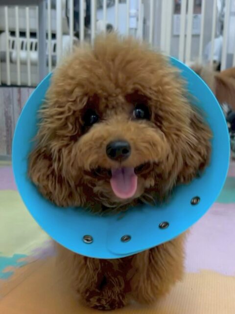 ププちゃん🐶
相変わらずカノアちゃんが大好きなププちゃん‼️必ず挨拶に行ってアピールタイムを設けています🤭
園内では、いろんな子達と走り回ったり、ワンプロをしたりして非常に楽しそうに過ごしていました👍
🐾🐶愛犬のお悩みご相談ください🐶🐾
@kenkohmura_official
↑フォロー待ってます↑
〒955-0091 新潟県三条市上須頃大割428−1
☎︎ 0256-35-2571
✉️ info@kenkohmura.jp
HP: https://kenkohmura.jp
LINE: https://lin.ee/7LIz5sb
#犬幸村#犬の幼稚園 #吠える、噛む #犬のしつけ #トイレ
トイプートイプー可愛いトイプー大好きトイプー倶楽部