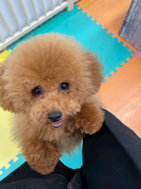 ププちゃん🐶
本日はきりまるちゃんやまろちゃん、ニコペットのちびっ子達やポコちゃん達と激しく走り回ったり、ワンプロをしたりして過ごしていました🤭
🐾🐶愛犬のお悩みご相談ください🐶🐾
@kenkohmura_official
↑フォロー待ってます↑
〒955-0091 新潟県三条市上須頃大割428−1
☎︎ 0256-35-2571
✉️ info@kenkohmura.jp
HP: https://kenkohmura.jp
LINE: https://lin.ee/7LIz5sb
#犬幸村#犬の幼稚園 #吠える、噛む #犬のしつけ #トイレ
トイプートイプー可愛いトイプー倶楽部トイプー大好き