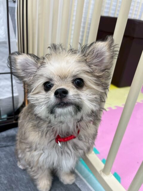 幼稚園体験に来てくれました🐶

最初はかなり緊張している様子でしたが、スタッフのあとを追いかけるうちに少しずつ動けていました👏✨
今日の経験が大きな一歩になったように感じました😊

🐾🐶愛犬のお悩みご相談ください🐶🐾
@kenkohmura_official
 ↑フォロー待ってます↑

〒955-0091 新潟県三条市上須頃大割４２８−１
☎︎ 0256-35-2571
✉️ info@kenkohmura.jp
HP: https://kenkohmura.jp
LINE: https://lin.ee/7LIz5sb

#犬幸村#犬の幼稚園 #吠える、噛む #犬のしつけ #トイレ
ミックス犬　mix犬　ミックス犬だいすき