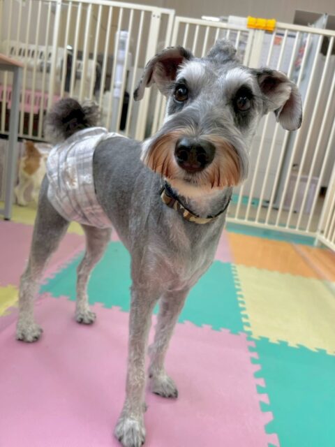 ペリーちゃん🐶
本日はちゃ六ちゃんやレオちゃん達とすごく楽しそうに1日中ワンプロをしたり、走り回ったりしてみんなとの駆け引きを楽しんでいました🤣

🐾🐶愛犬のお悩みご相談ください🐶🐾
@kenkohmura_official
 ↑フォロー待ってます↑

〒955-0091 新潟県三条市上須頃大割４２８−１
☎︎ 0256-35-2571
✉️ info@kenkohmura.jp
HP: https://kenkohmura.jp
LINE: https://lin.ee/7LIz5sb

#犬幸村#犬の幼稚園 #吠える、噛む #犬のしつけ #トイレ
シュナウザーシュナウザー可愛いシュナウザー大好きシュナウザー倶楽部