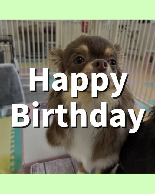 まろちゃん&きりまるちゃん🐶
まろちゃんお誕生日おめでとうございます🎂👏🏻
まろちゃんはうにちゃん遊びに誘ったり、ルナちゃんと挨拶していました☺️
きりまるちゃんはニコペットにいる子やププちゃんと楽しそうに遊んでいました🎶
🐾🐶愛犬のお悩みご相談ください🐶🐾
@kenkohmura_official
↑フォロー待ってます↑
〒955-0091 新潟県三条市上須頃大割428−1
☎︎ 0256-35-2571
✉️ info@kenkohmura.jp
HP: https://kenkohmura.jp
LINE: https://lin.ee/7LIz5sb
#犬幸村#犬の幼稚園 #吠える噛む #犬のしつけ #トイレ
チワワ チワワかわいい チワワだいすき