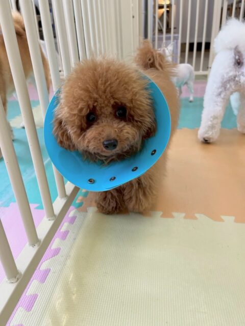 ププちゃん🐶
本日はこまめちゃんやまるちゃんちーずちゃん達にちょっかいを出されたり、ぽん太とワンプロをしたりして楽しそうにして遊んでいました👍

🐾🐶愛犬のお悩みご相談ください🐶🐾
@kenkohmura_official
 ↑フォロー待ってます↑

〒955-0091 新潟県三条市上須頃大割４２８−１
☎︎ 0256-35-2571
✉️ info@kenkohmura.jp
HP: https://kenkohmura.jp
LINE: https://lin.ee/7LIz5sb

#犬幸村#犬の幼稚園 #吠える、噛む #犬のしつけ #トイレ
トイプートイプー可愛いトイプー大好きトイプー倶楽部