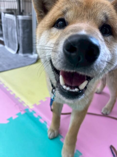 チャリーちゃん🐶
本日はちょこちゃんやニッカちゃん達と大乱闘‼️みんなで大はしゃぎをしながら走り回ったり、ワンプロをしたりしてすごく楽しそうにして過ごしていました🤭
🐾🐶愛犬のお悩みご相談ください🐶🐾
@kenkohmura_official
↑フォロー待ってます↑
〒955-0091 新潟県三条市上須頃大割428−1
☎︎ 0256-35-2571
✉️ info@kenkohmura.jp
HP: https://kenkohmura.jp
LINE: https://lin.ee/7LIz5sb
#犬幸村#犬の幼稚園 #吠える、噛む #犬のしつけ #トイレ
柴犬柴犬大好き柴犬倶楽部柴犬可愛い