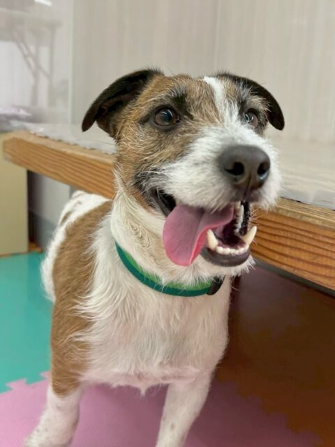 ちゃ六ちゃん🐶
本日は、ベンやレオちゃん、ペリーちゃんや鶴丸達と仲良く遊びを誘い合ったりして過ごしていました🤭
みんなではしゃぎ回ったりして少し疲れたのかおやすみモードに入ってしまいました🤣
🐾🐶愛犬のお悩みご相談ください🐶🐾
@kenkohmura_official
↑フォロー待ってます↑
〒955-0091 新潟県三条市上須頃大割428−1
☎︎ 0256-35-2571
✉️ info@kenkohmura.jp
HP: https://kenkohmura.jp
LINE: https://lin.ee/7LIz5sb
#犬幸村#犬の幼稚園 #吠える、噛む #犬のしつけ #トイレ
ジャックラッセルジャックラッセルテリアジャック