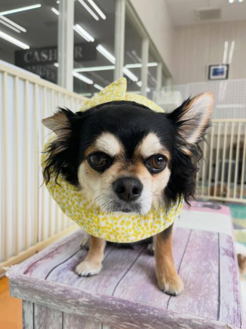 ゴロー丸ちゃん🐶
マルちゃんやまろちゃんが気になったみたいで臭い嗅いでいました☺️
ニコペットスタッフさんと一緒にお散歩トレーニング頑張っていました✨
⁡
歯磨きトレーニング開始して1年7ヶ月経過しました🦷🪥✨
歯の白さこれからもキープしていきましょう！
🐾🐶愛犬のお悩みご相談ください🐶🐾
@kenkohmura_official
 ↑フォロー待ってます↑

〒955-0091 新潟県三条市上須頃大割４２８−１
☎︎ 0256-35-2571
✉️ info@kenkohmura.jp
HP: https://kenkohmura.jp
LINE: https://lin.ee/7LIz5sb

#犬幸村#犬の幼稚園 #吠える噛む #犬のしつけ #トイレ
 チワワ チワワかわいい チワワだいすき