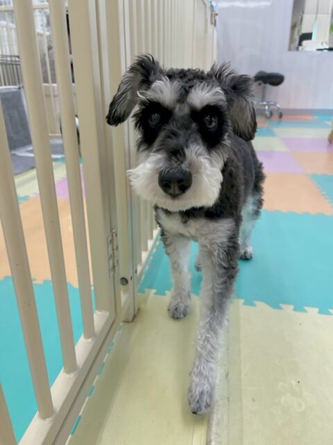 レオちゃん🐶
本日はペリーちゃんやちゃ六ちゃん達とお話し合いをしたり、園内を走り回ったりしてみんなで楽しそうに過ごしていました🤭
🐾🐶愛犬のお悩みご相談ください🐶🐾
@kenkohmura_official
↑フォロー待ってます↑
〒955-0091 新潟県三条市上須頃大割428−1
☎︎ 0256-35-2571
✉️ info@kenkohmura.jp
HP: https://kenkohmura.jp
LINE: https://lin.ee/7LIz5sb
#犬幸村#犬の幼稚園 #吠える、噛む #犬のしつけ #トイレ
シュナウザーシュナウザー可愛いシュナウザー大好きシュナウザー倶楽部