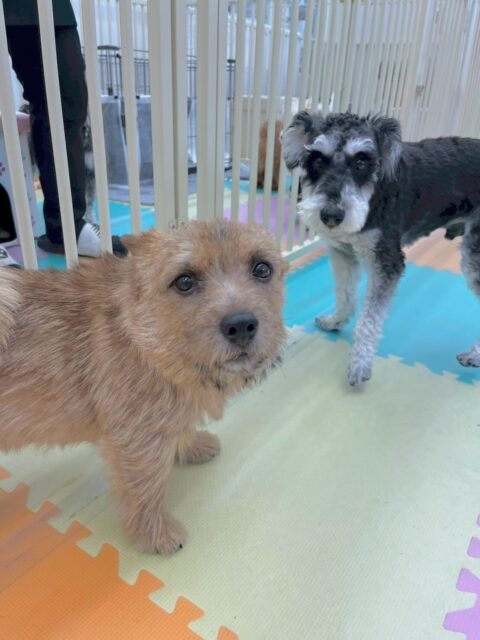 本日の鶴丸🐶
本日はペリーちゃんやちゃ六ちゃん、レオちゃん達と激しくワンプロをしたりお話し合いをたくさんしてもらえて嬉しそうに過ごしていました🙇
🐾🐶愛犬のお悩みご相談ください🐶🐾
@kenkohmura_official
↑フォロー待ってます↑
〒955-0091 新潟県三条市上須頃大割428−1
☎︎ 0256-35-2571
✉️ info@kenkohmura.jp
HP: https://kenkohmura.jp
LINE: https://lin.ee/7LIz5sb
#犬幸村#犬の幼稚園 #吠える、噛む #犬のしつけ #トイレ
ノーリッチテリアノーリッチテリア可愛いノーリッチテリア大好きノーリッチテリア倶楽部