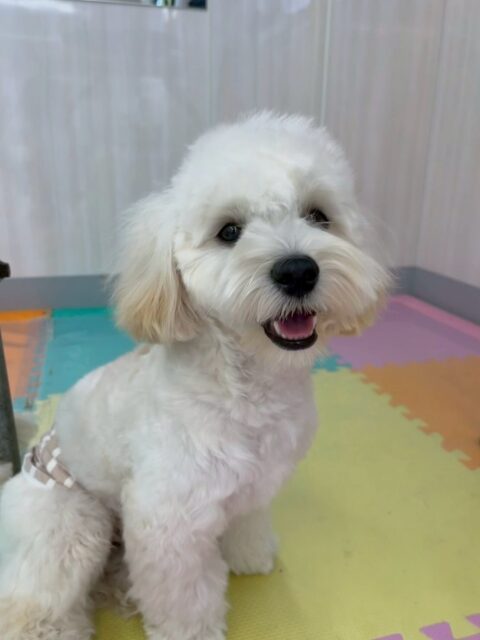 ふうちゃん🐶
本日歯磨きトレーニングを開始して2ヶ月が経ちました👍
歯磨きまだイヤイヤがありましたが、早寝状態はすごく良好で、非常に綺麗でした👏
園内では、仲良しのププちゃんや、鶴丸達と走り回ったり、遊びを誘いあったりしていました👍
🐾🐶愛犬のお悩みご相談ください🐶🐾
@kenkohmura_official
↑フォロー待ってます↑
〒955-0091 新潟県三条市上須頃大割428−1
☎︎ 0256-35-2571
✉️ info@kenkohmura.jp
HP: https://kenkohmura.jp
LINE: https://lin.ee/7LIz5sb
#犬幸村#犬の幼稚園 #吠える、噛む #犬のしつけ #トイレ
ミックスミックス犬ミックス犬可愛いミックス犬大好き