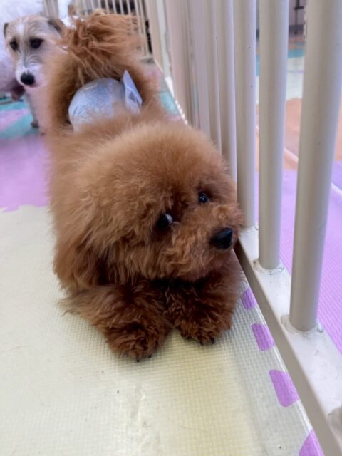 ププちゃん🐶
本日は、スタッフにたくさんかまってアピールをしたり、ニコペットスタッフの子達や体験に来てくれた子達と激しく遊んだりして楽しんでいました👍

🐾🐶愛犬のお悩みご相談ください🐶🐾
@kenkohmura_official
 ↑フォロー待ってます↑

〒955-0091 新潟県三条市上須頃大割４２８−１
☎︎ 0256-35-2571
✉️ info@kenkohmura.jp
HP: https://kenkohmura.jp
LINE: https://lin.ee/7LIz5sb

#犬幸村#犬の幼稚園 #吠える、噛む #犬のしつけ #トイレトイプートイプー可愛いトイプー大好き